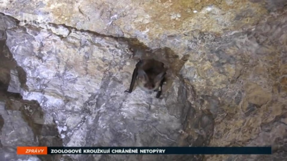 17. 9. 2017 ZPRÁVY: ZOOLOGOVÉ KROUŽKUJÍ CHRÁNĚNÉ NETOPÝRY